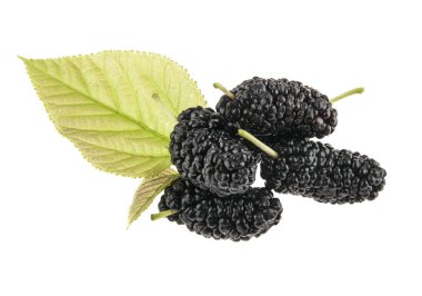 Dut beyaz arkaplanda izole edilmiş