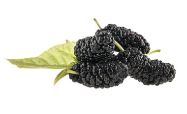 Dut beyaz arkaplanda izole edilmiş