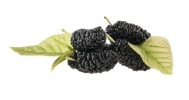 Dut beyaz arkaplanda izole edilmiş