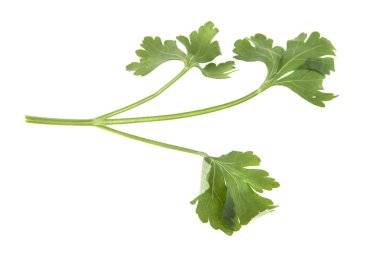 Maydanoz beyaz arkaplanda izole