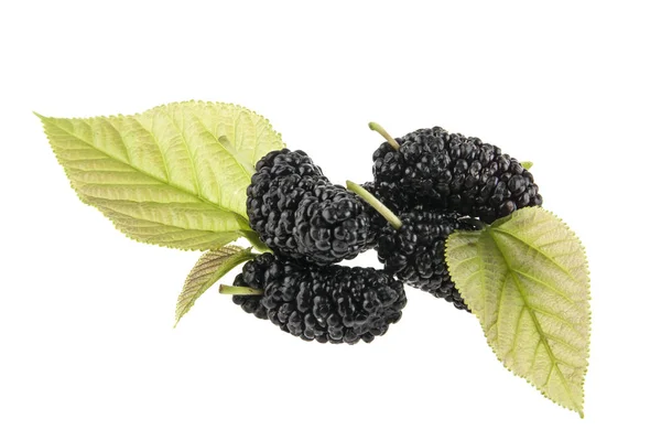 Dut beyaz arkaplanda izole edilmiş