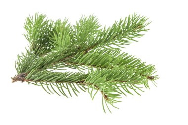 Beyaz arkaplanda izole edilmiş noel ağacı dalı