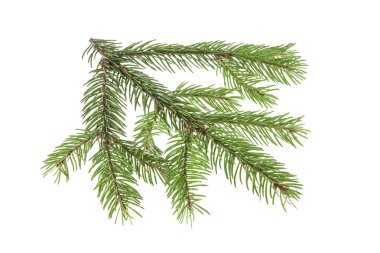 Beyaz arkaplanda izole edilmiş noel ağacı dalı