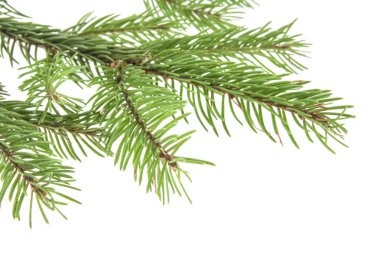 Beyaz arkaplanda izole edilmiş noel ağacı dalı
