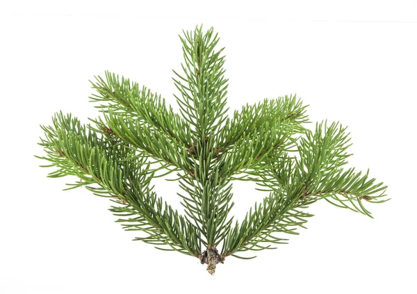 Christmas tree branch isolated on white background — Stock Photo, Image