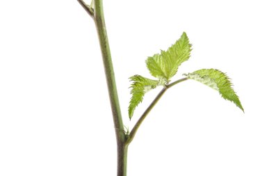 BlackBerry üzerinde izole beyaz arka plan bırakır