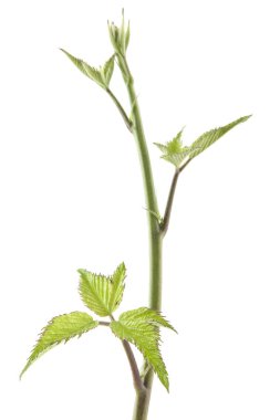 BlackBerry üzerinde izole beyaz arka plan bırakır