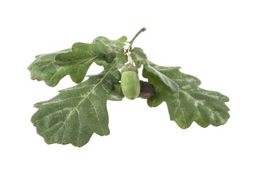 Beyaz arkaplanda meşe yaprakları izole