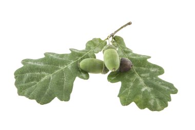 Beyaz arkaplanda meşe yaprakları izole