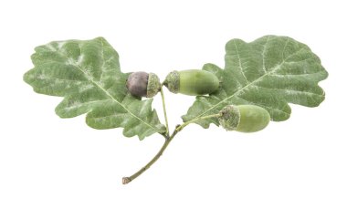 Beyaz arkaplanda meşe yaprakları izole