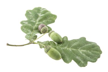 Beyaz arkaplanda meşe yaprakları izole