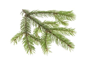 Noel ağacının beyaz arka planda izole edilmiş dalı