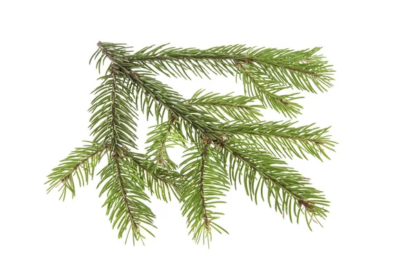 Noel ağacının beyaz arka planda izole edilmiş dalı
