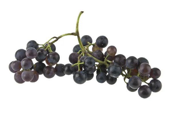 Raisins bleus isolés sur fond blanc — Photo