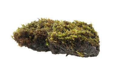 Beyaz arkaplanda yosun izole edildi