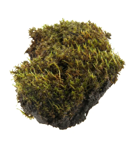 Moss isolated on white background — Stock Photo, Image