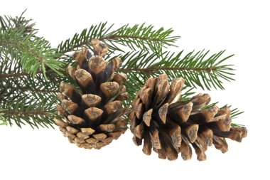 Noel ağacının beyaz arka planda izole edilmiş dalı