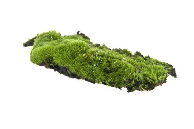 Beyaz arkaplanda yosun izole edildi