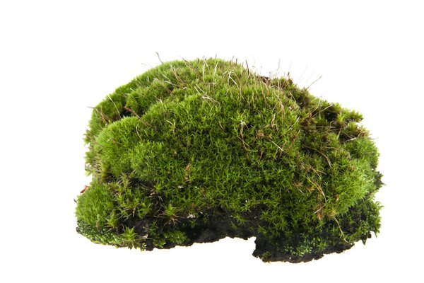 moss isolated on white background