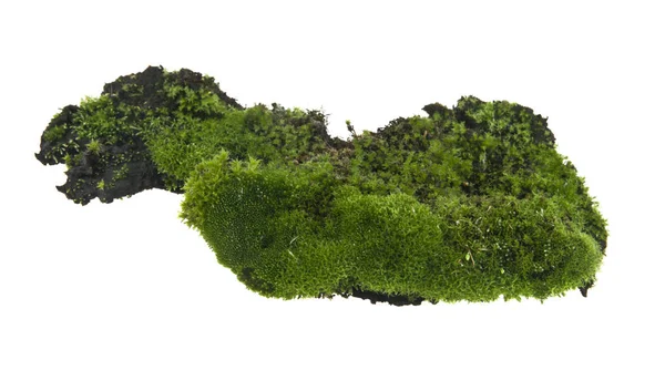 Beyaz arkaplanda yosun izole edildi