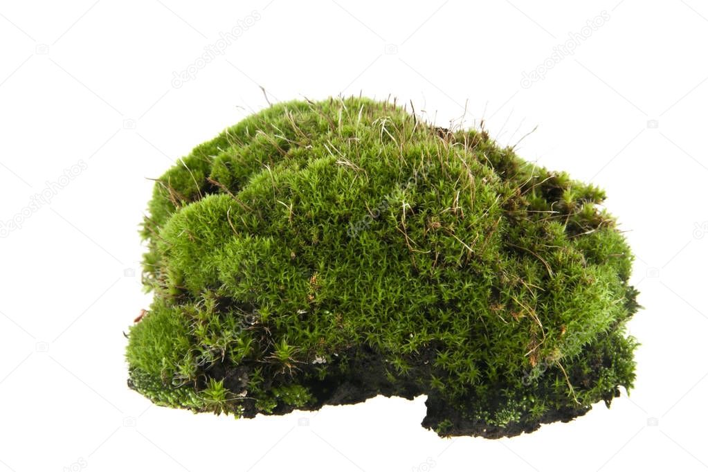 moss isolated on white background