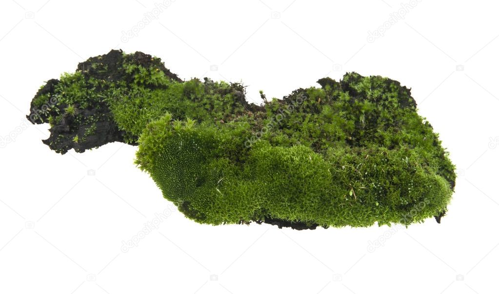 moss isolated on white background