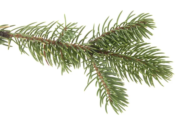 Branch of Christmas tree isolated on white background — Stock Photo, Image