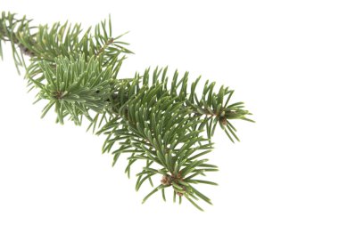 Noel ağacının beyaz arka planda izole edilmiş dalı