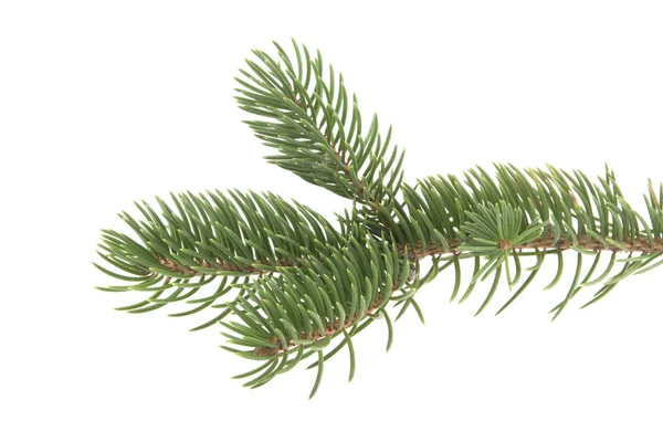 Větev vánoční strom izolované na bílém pozadí — Stock fotografie