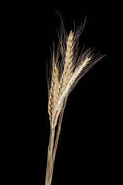 Siyah bir arka plan üzerinde izole buğday Başak
