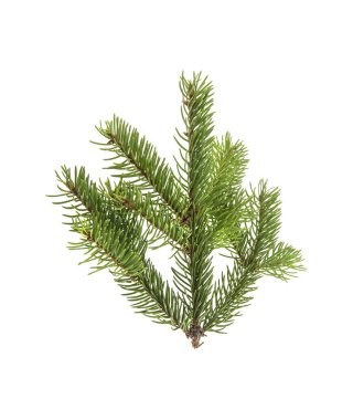 Noel ağacının beyaz arka planda izole edilmiş dalı