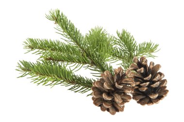 bir Noel ağacı ve bir koni üzerinde beyaz bir backgr izole dalı