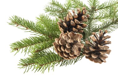 bir Noel ağacı ve bir koni üzerinde beyaz bir backgr izole dalı