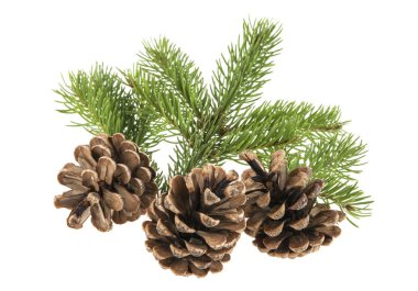 bir Noel ağacı ve bir koni üzerinde beyaz bir backgr izole dalı