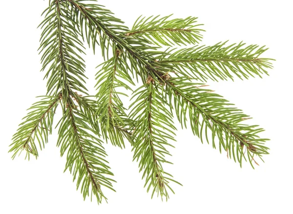 Branch of Christmas tree isolated on white background — Stock Photo, Image