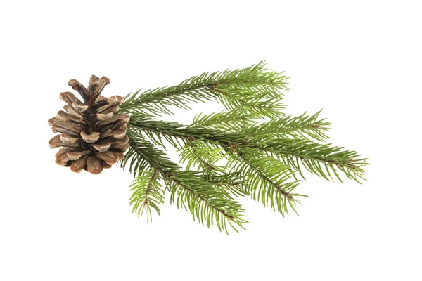 Branch of a Christmas tree and a cone isolated on a white backgr — Stock Photo, Image