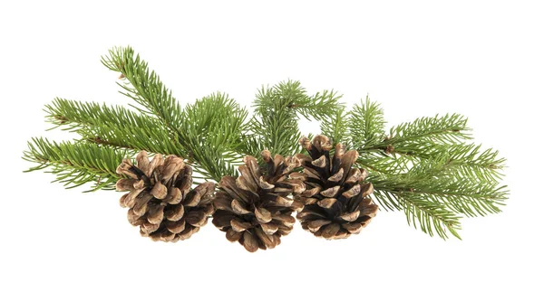 Ramo de uma árvore de Natal e um cone isolado em um backgr branco — Fotografia de Stock
