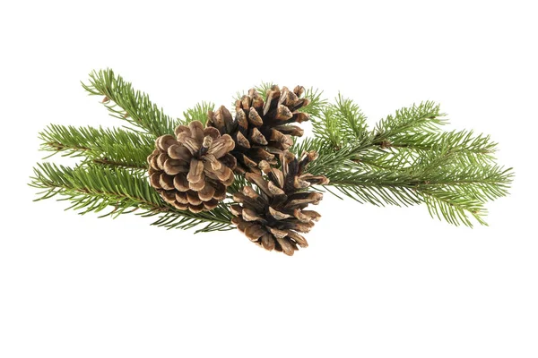 Branch of a Christmas tree and a cone isolated on a white backgr — Stock Photo, Image