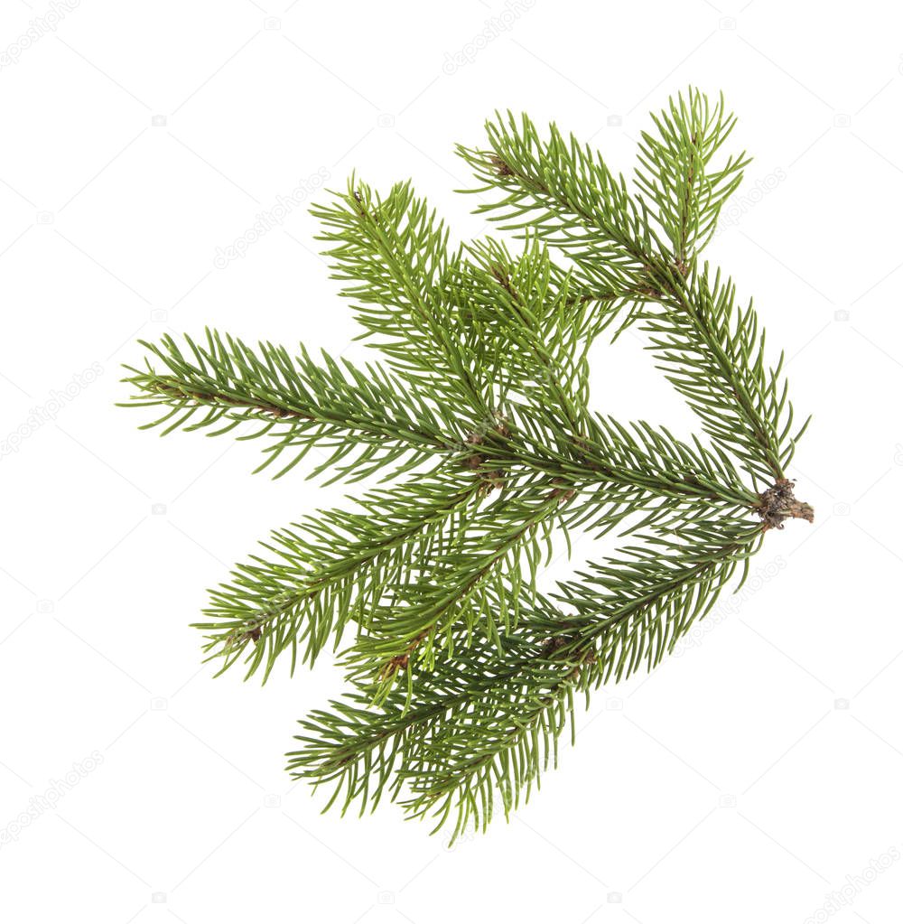 branch of Christmas tree isolated on white background