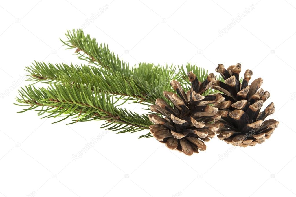 branch of a Christmas tree and a cone isolated on a white backgr