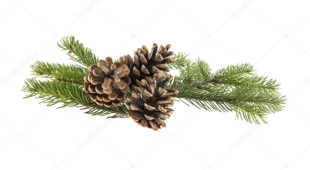 branch of a Christmas tree and a cone isolated on a white backgr