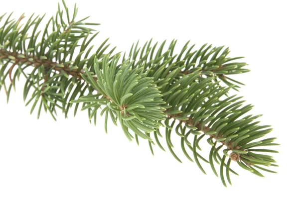 Branch of Christmas tree isolated on white background — Stock Photo, Image