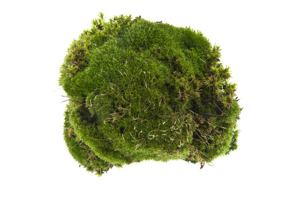 moss isolated on white background