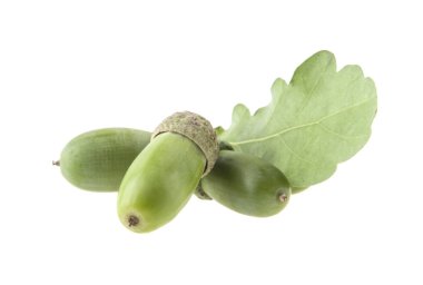 palamut beyaz arkaplanda izole