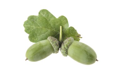 palamut beyaz arkaplanda izole