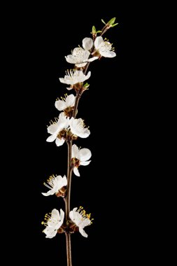 siyah arka plan üzerine izole kayısı çiçekli