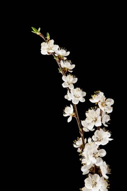 siyah arka plan üzerine izole kayısı çiçekli