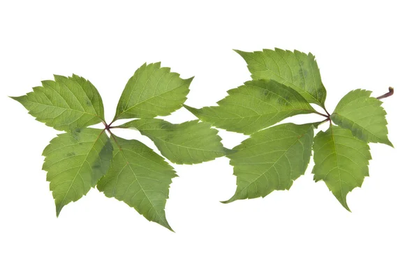 Folhas de uva isoladas sobre fundo branco — Fotografia de Stock