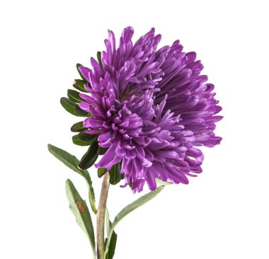 Beyaz arka plan üzerinde izole mor aster