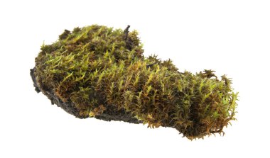 çim ve beyaz arka plan üzerinde izole yosun parçası